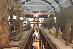 Natural History Museum at Tring